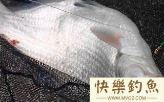 秋季钓鳊鱼的选位以及饵料搭配技巧