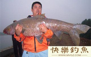 水库钓青鱼的漂讯反应和提竿技巧