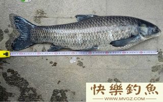 钓青鱼的八个实用技巧分享