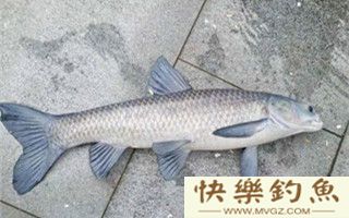 水库钓青鱼技巧经验分享