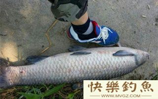 青鱼的生活习性及选点、用饵技巧