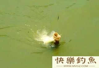 7种对象鱼的鱼星辨别技巧