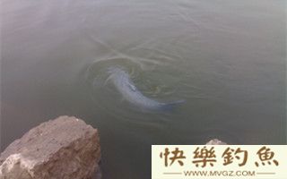 秋钓青鱼的用饵技巧及钓法