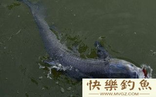 初秋钓青鱼的选时选位选饵及钓法