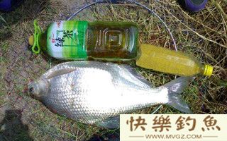 水库钓鳊鱼的选位用饵技巧