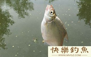 鳊鱼的钓法技巧及钓位选择