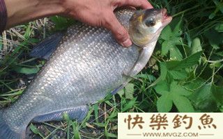 秋钓鳊鱼的技巧及蚯蚓饵的加强用法