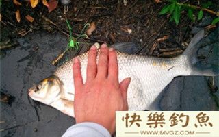 秋天钓鳊鱼的钓具配置用饵技巧及钓法