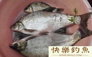 四季钓鳊鱼技巧，掌握鱼性是关键