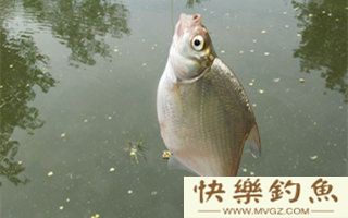 鳊鱼的垂钓技法及钓位的选择