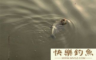 浅谈鳊鱼的五种垂钓技法