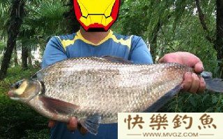 浮钓鳊鱼的技巧（饵料钓位选择等）