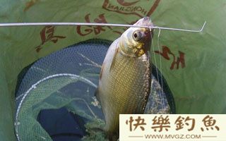 春季鳊鱼的钓点、钓具选择与施钓技巧