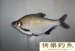 钓鳊鱼的5个实用技巧