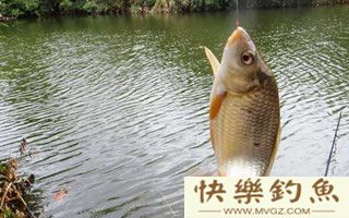 野外鱼口不好的原因和逗钓鲫鱼的心得