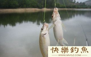 浅谈野外钓鲫鱼的线组搭配