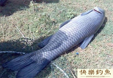 秋风岂止有瑟瑟，水库钓青鲤才是正经事