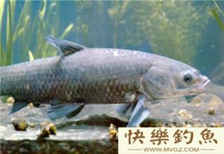 秋季大青鱼怎么钓？教你四个实战技巧