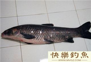 秋季钓大青必须知道的五大技巧