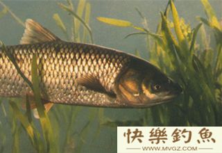 了解青鱼的习性、钓具准备及钓法