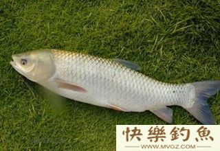 青鱼的钓点、钓具、用饵及溜鱼技巧