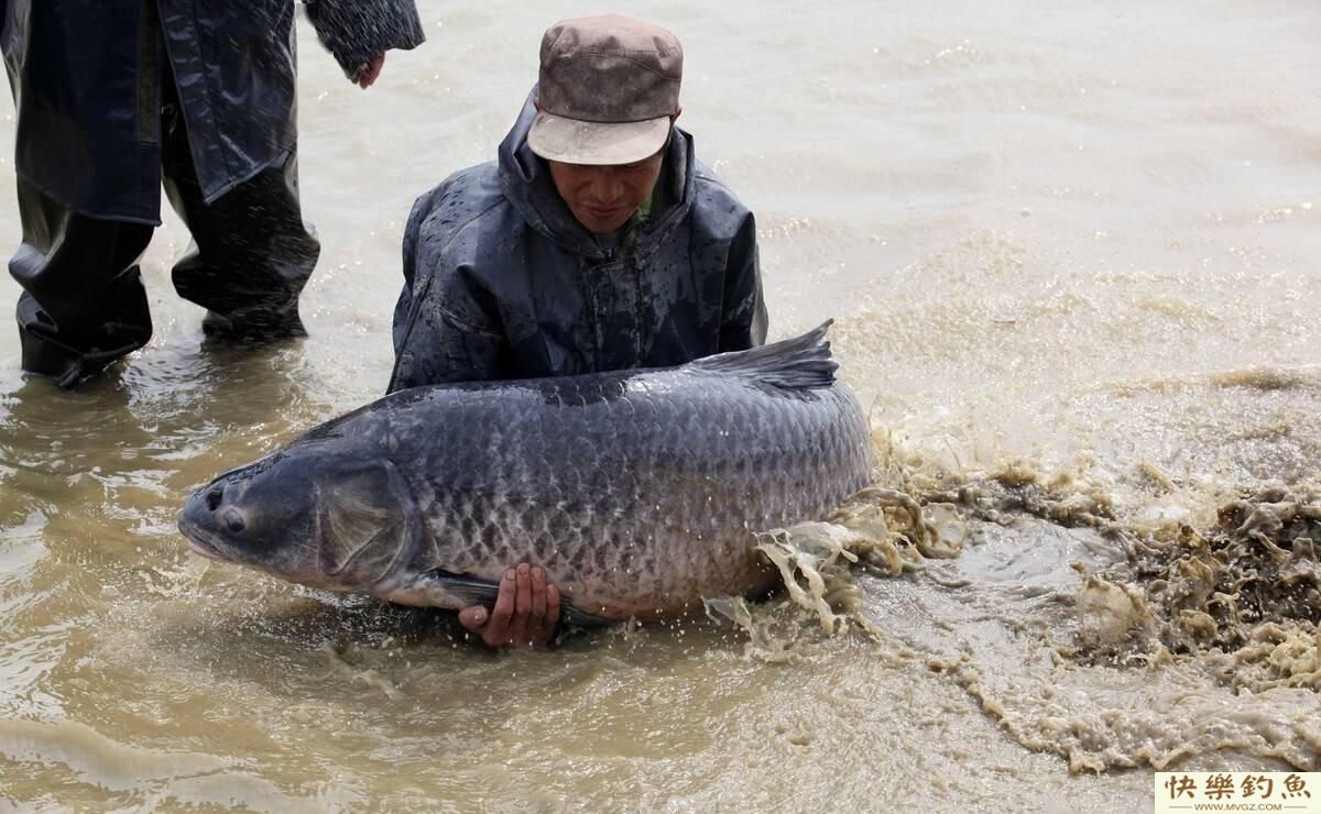 青鱼精？江苏钓友钓百斤巨型青鱼，网友：我