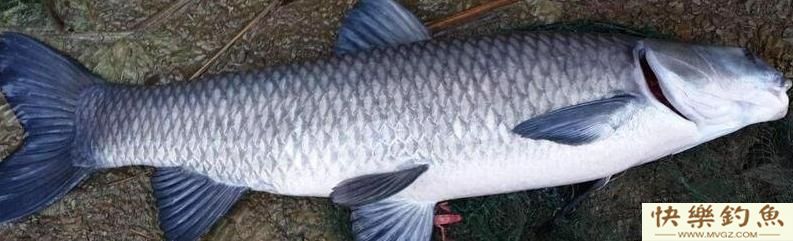 黑坑青鱼在里面怎么办？黑坑青鱼如何钓的更