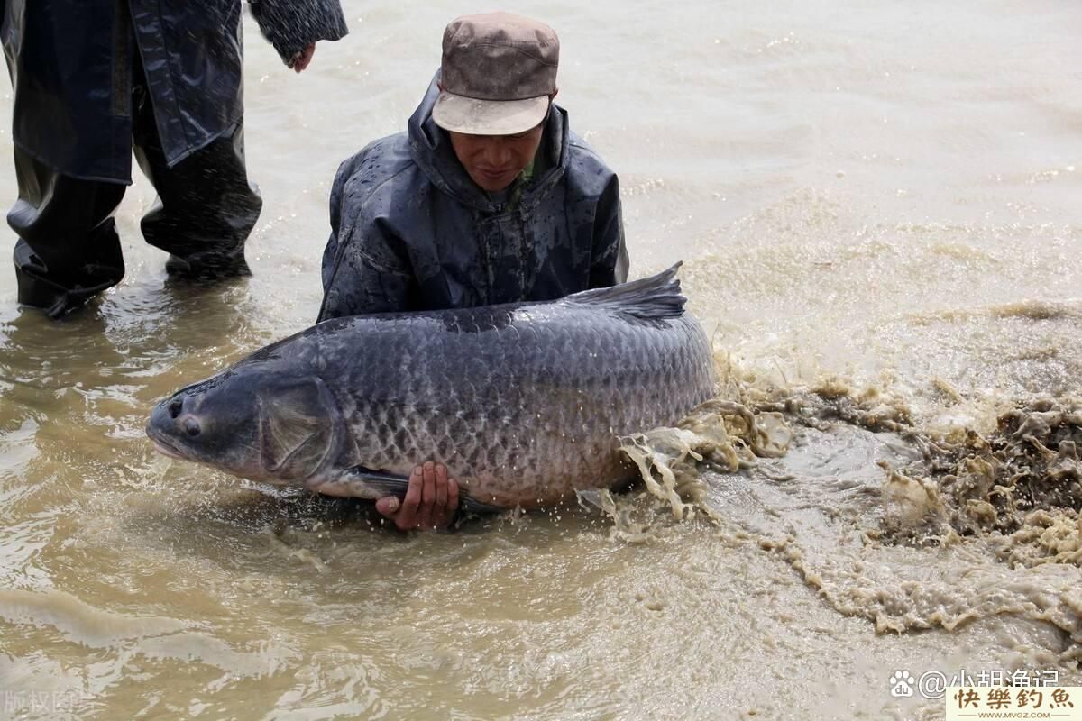 青鱼精？江苏钓友钓起百斤巨型青鱼，网友表