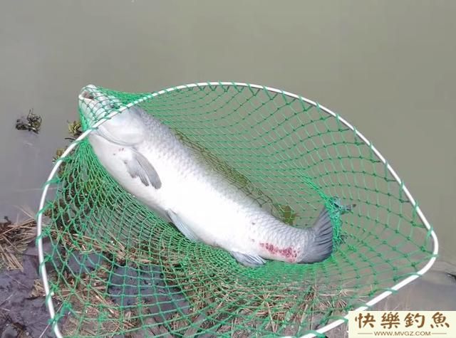 垂钓青鱼，如何用好小钩细线