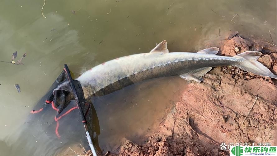 六旬大爷罕见钓获“青鱼王”，1.73米长