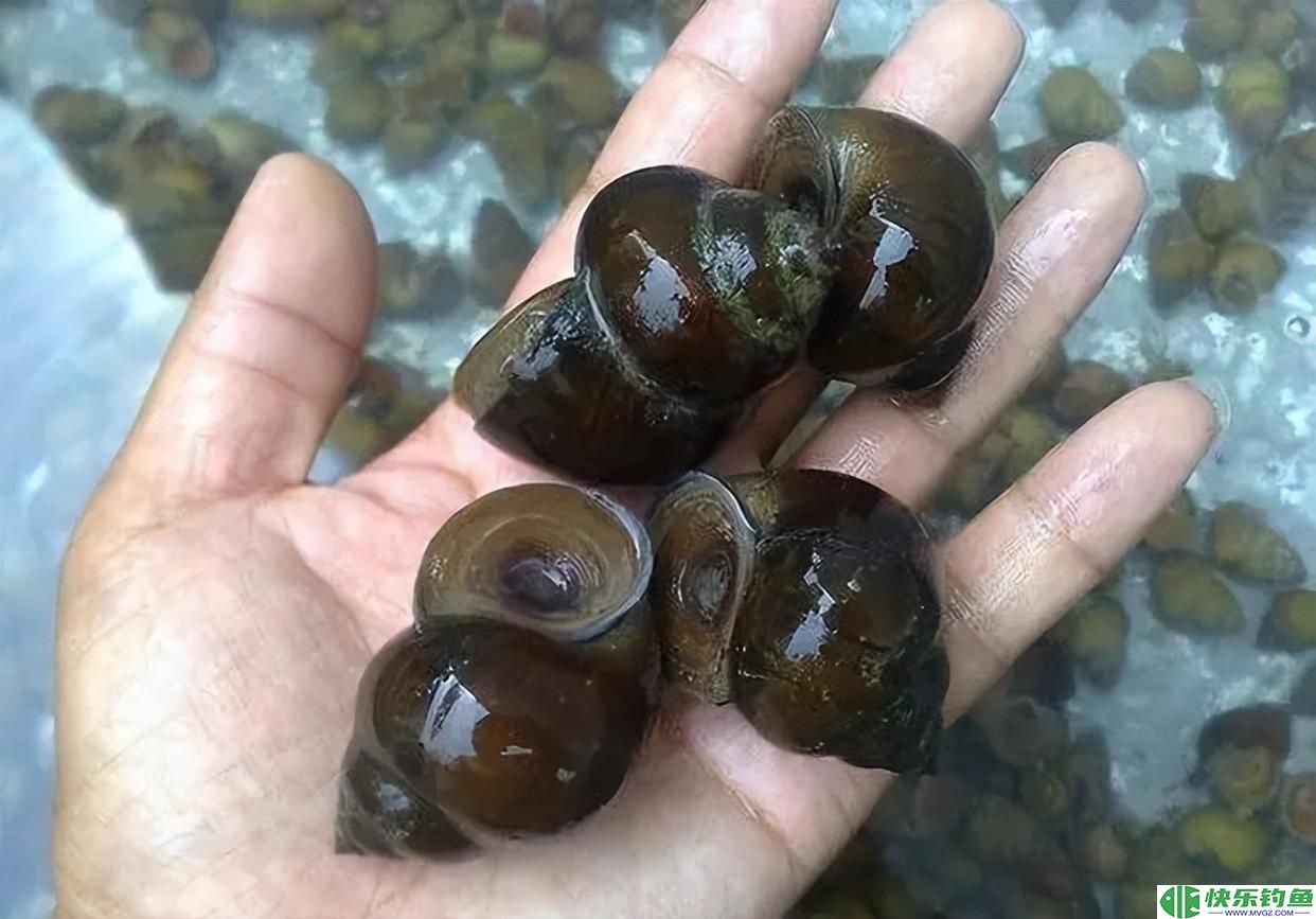 钓青鱼的5个技巧，只要掌握了，轻松钓到大