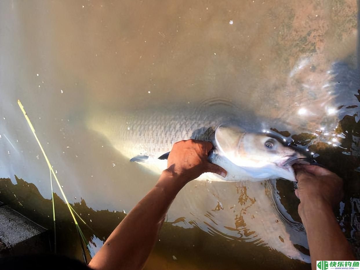 钓友的求助：挂螺蛳钓大青鱼，为什么非常多