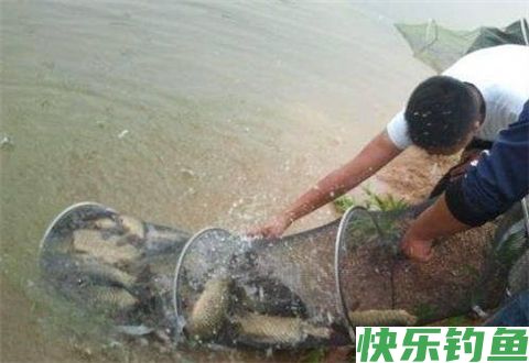 这2种饵料会让鲫鱼鲤鱼拼命咬钩