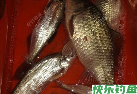 钓鲫鱼鲤鱼玉米饵料的制作方法