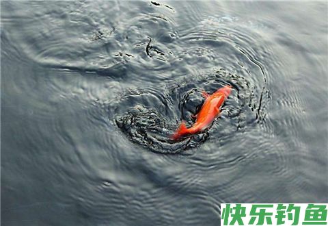 自制钓鲫鱼鲤鱼的饵料配方，超好用