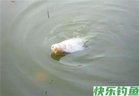 自制面粉钓鲫鱼饵料的方法