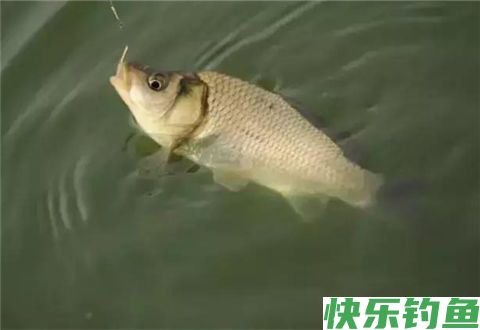 饵料搭配学的好，大鲫大鲤少不了