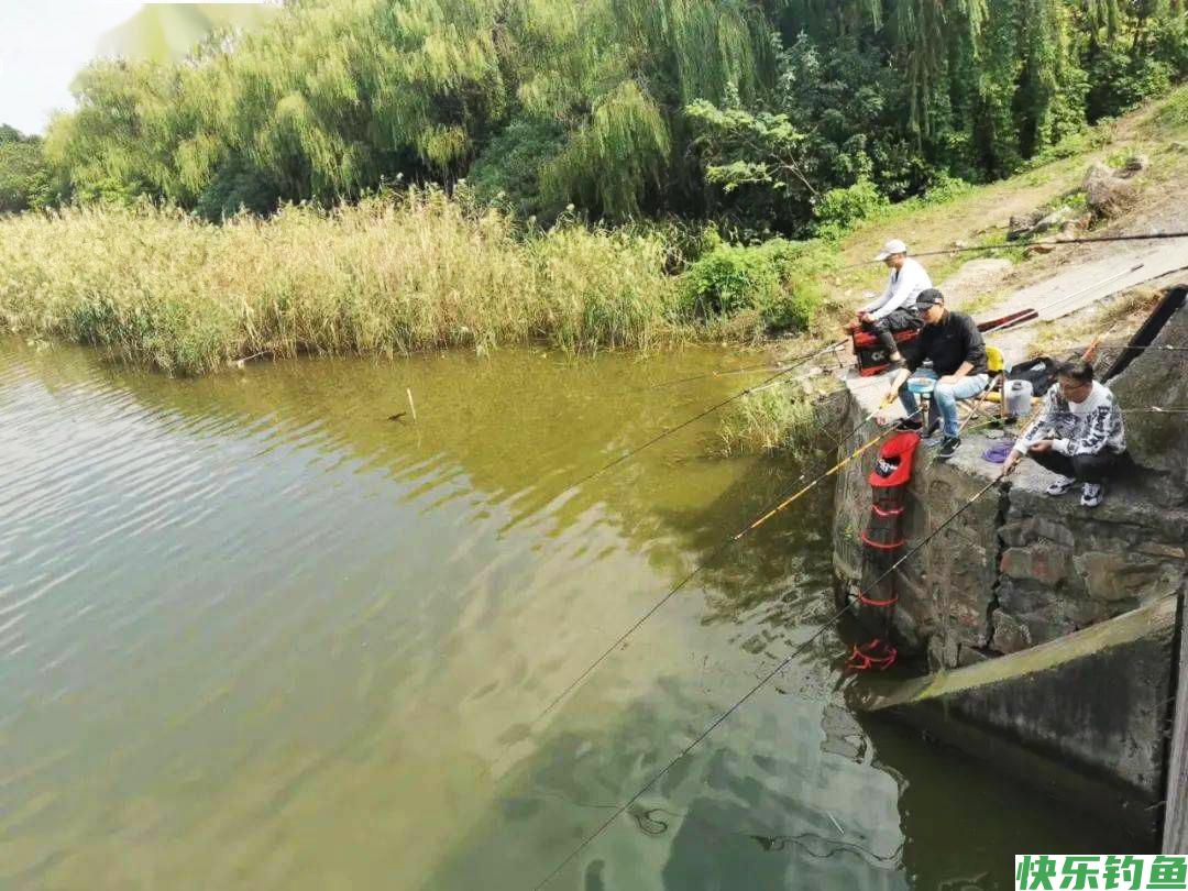 春季钓鲫鱼，牢记一钓二不三勤，照做的钓友