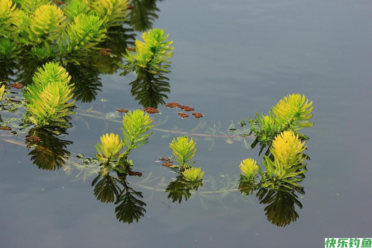 初春野钓鲫鱼4大指南