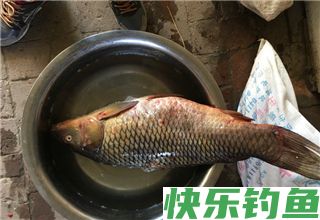 野钓水库选择钓位及饵料的技巧