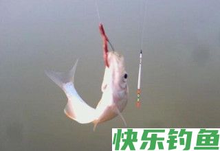 不同天气在清水垂钓大鱼的三大策略