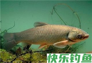 秋季野钓大鱼时的3个选漂技巧