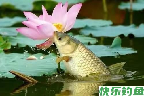 野钓鲫鱼到底用多大鱼钩合适？