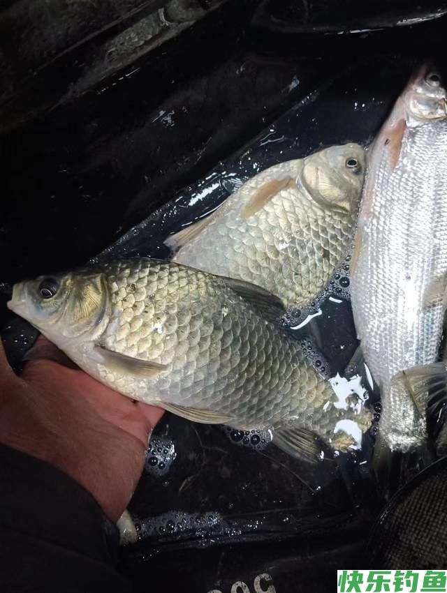 暮春野钓大鲫鱼攻略，活跃在这几种地方，避