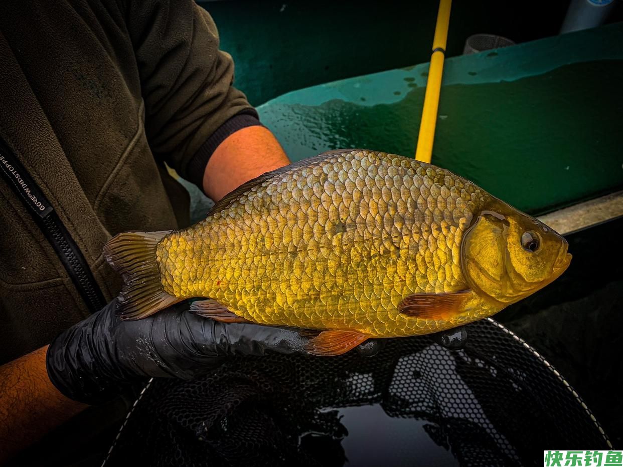 野钓鲫鱼总空军？那是你没找对技巧