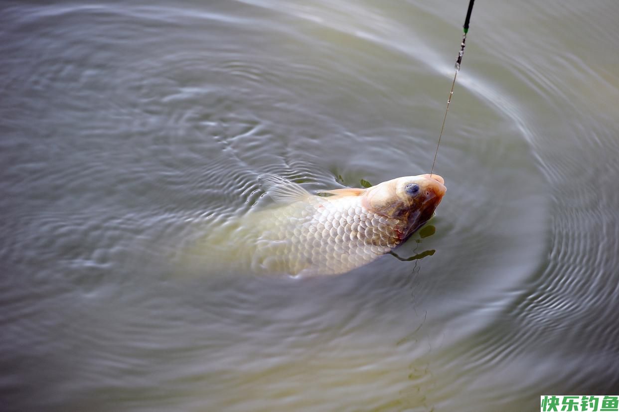 野钓没口别再傻傻的等，掌握这5个小妙招，