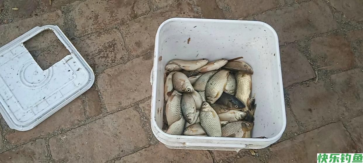 野钓鲫鱼爆护的秘诀，你要的爆护秘密在这里