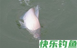 深秋钓鳊鱼的选时选位技巧