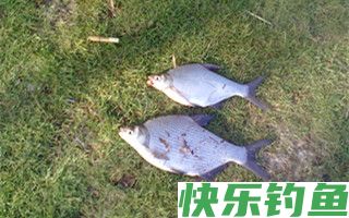 四季钓鳊鱼的技巧分享