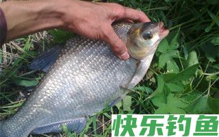 水库钓鳊鱼的钓位选择及用饵技巧